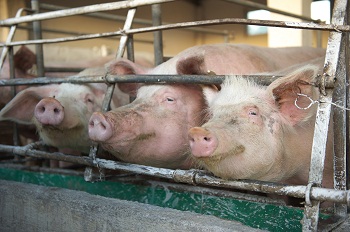 glückliche Schweine in Albanien